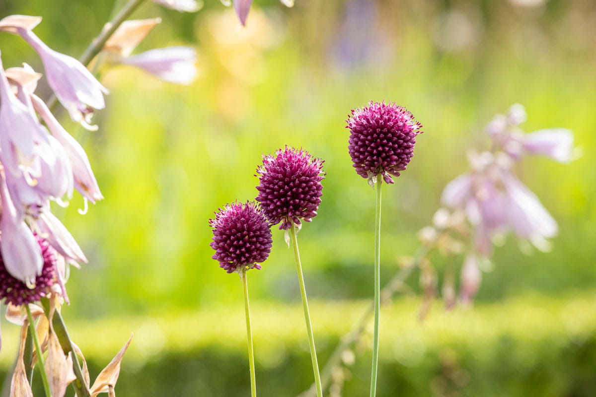 Blumenzwiebel - Allium sphaerocephalon 25er Packung