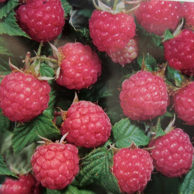 Himbeere 'Himbo-Star'® • Rubus idaeus 'Himbo-Star'® Ansicht 1