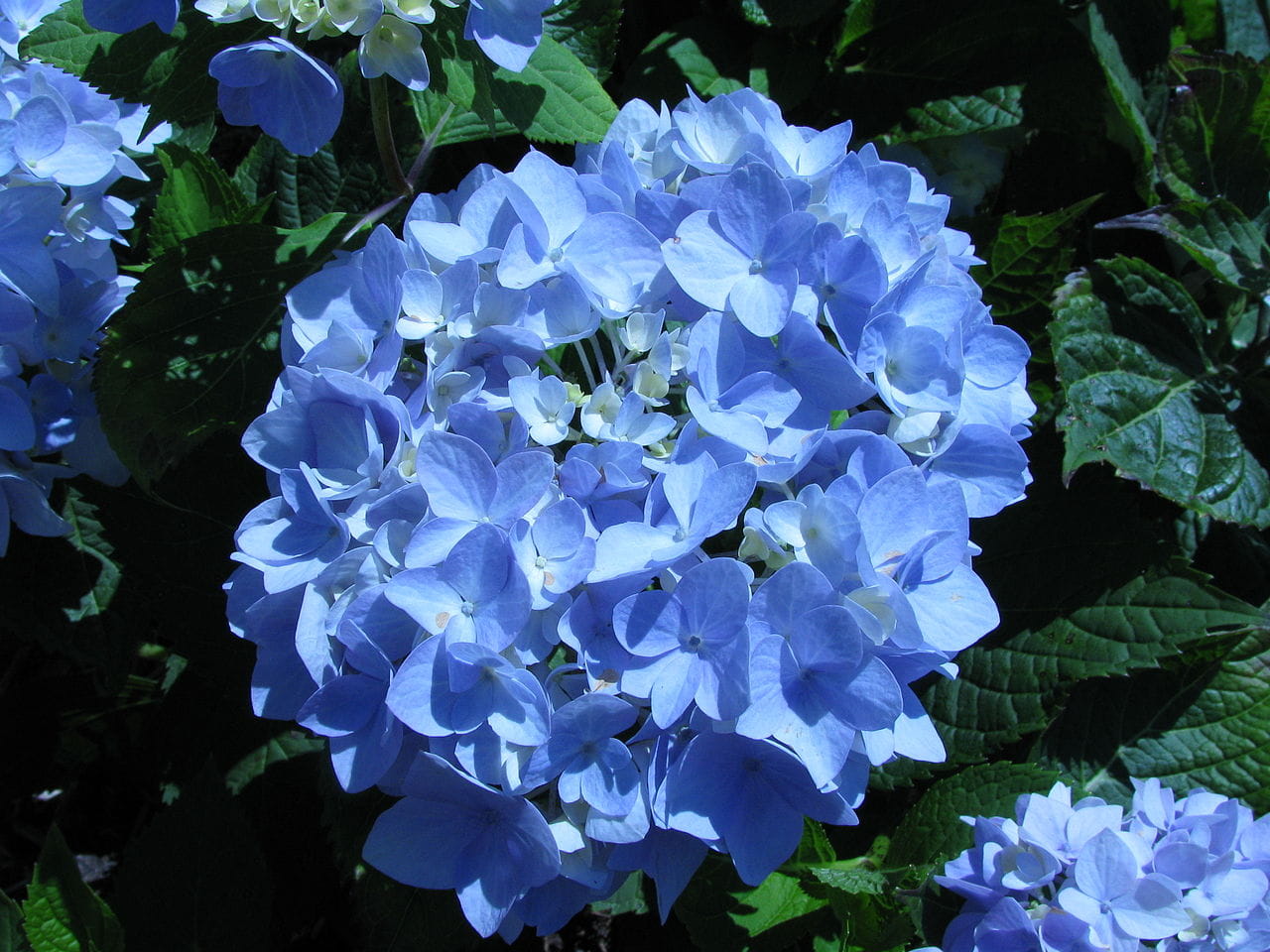 Gartenhortensie 'Endless Summer', blaue Blüte • Hydrangea macrophylla 'Endless Summer', blaue Blüte