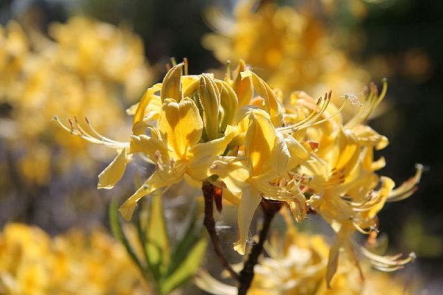 Sommergrüne Azalee / Gelbe Azalee • Rhododendron luteum Ansicht 1