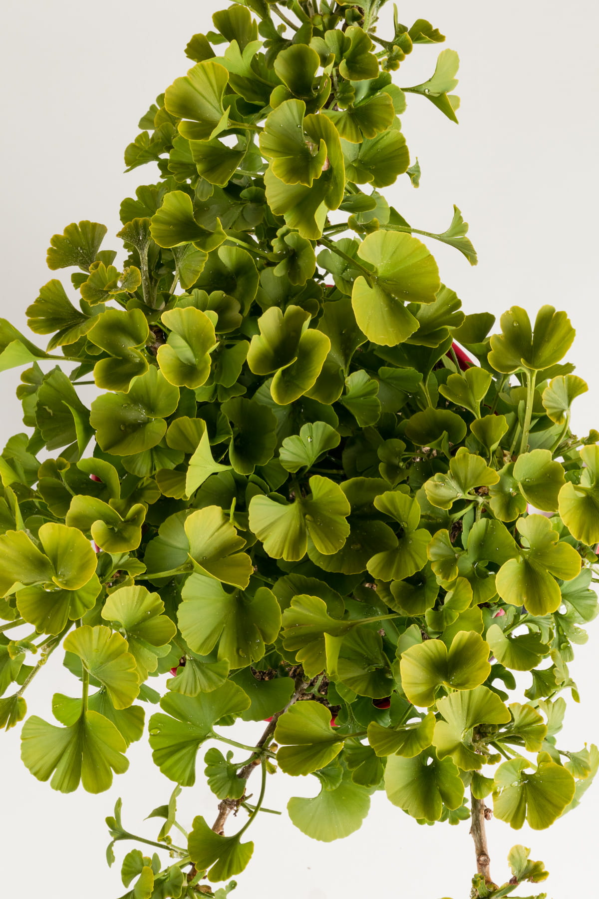 Fächerblattbaum 'Mariken' • Ginkgo biloba 'Mariken'