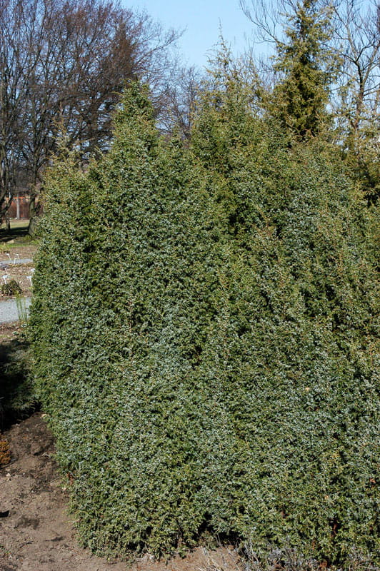 Schwedischer Säulenwacholder 'Suecica' • Juniperus communis 'Suecica' Ansicht 4