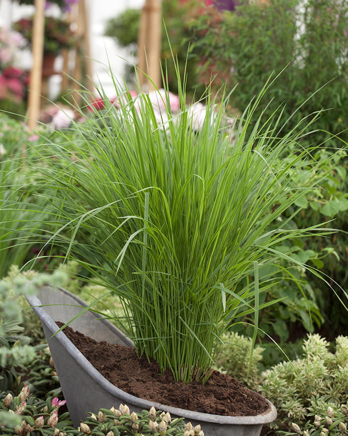 Rutenhirse 'Northwind' • Panicum virgatum 'Northwind' Ansicht 3