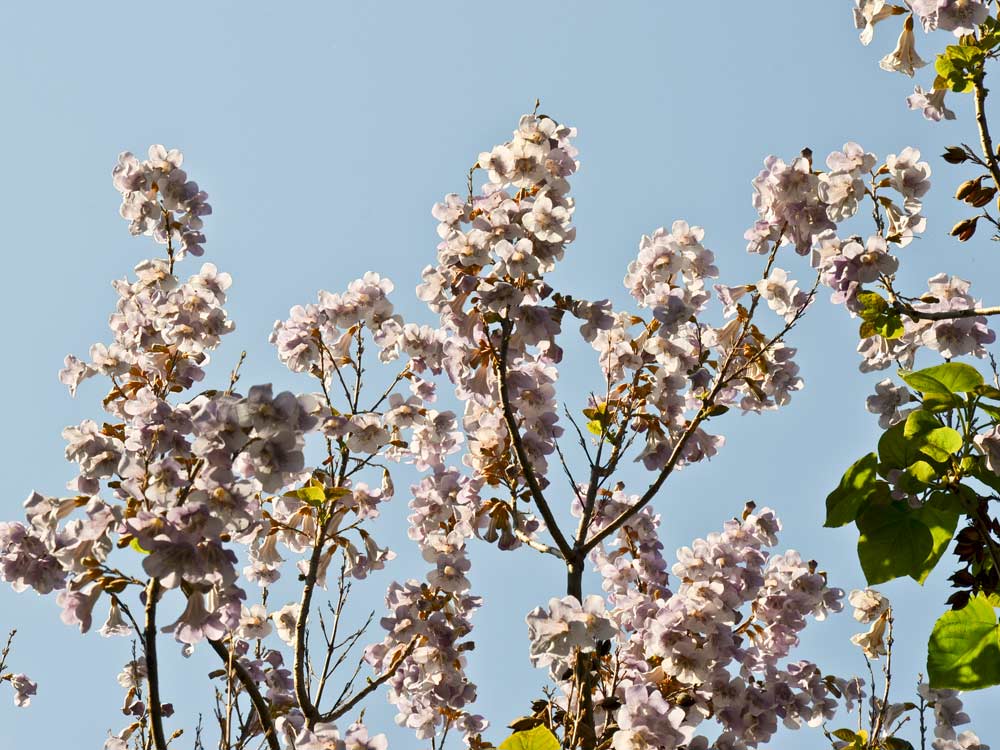 Blauglockenbaum • Paulownia tomentosa Ansicht 3