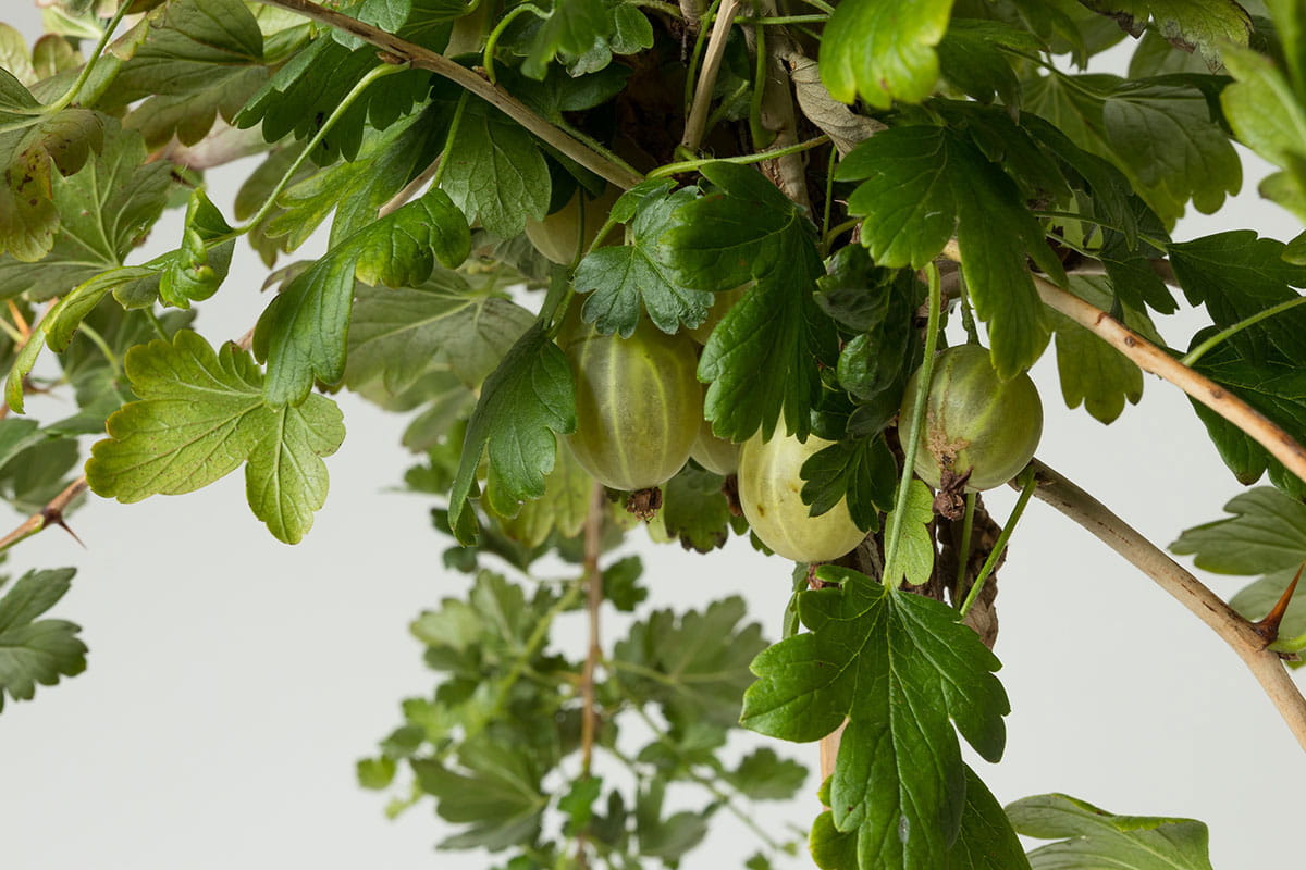 Stachelbeere 'Hinnonmäki gelb' • Ribes uva-crispa 'Hinnonmäki gelb' Ansicht 1