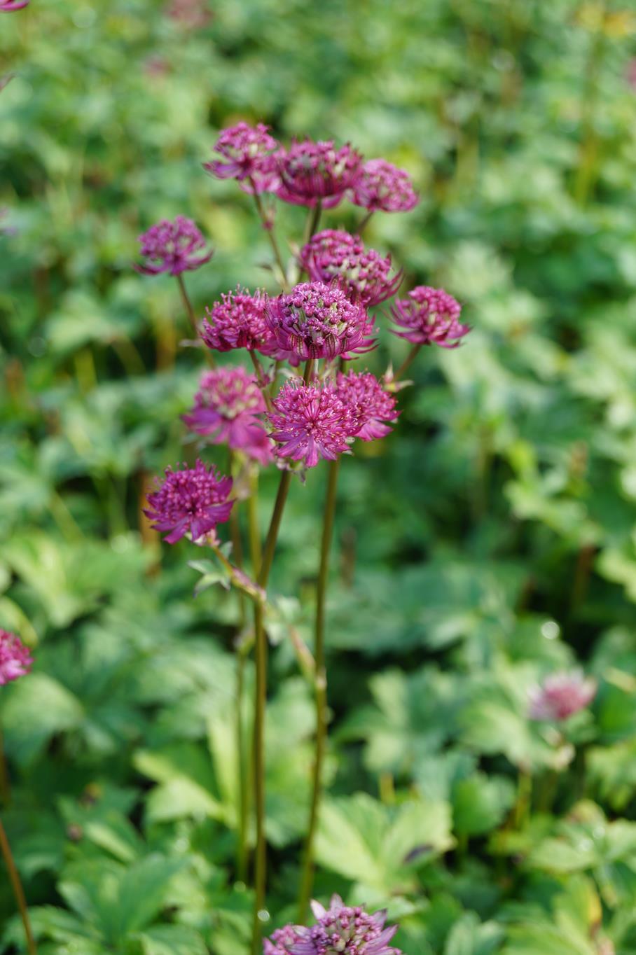 Sterndolde 'Star of Beauty'® • Astrantia major 'Star of Beauty'® Ansicht 6