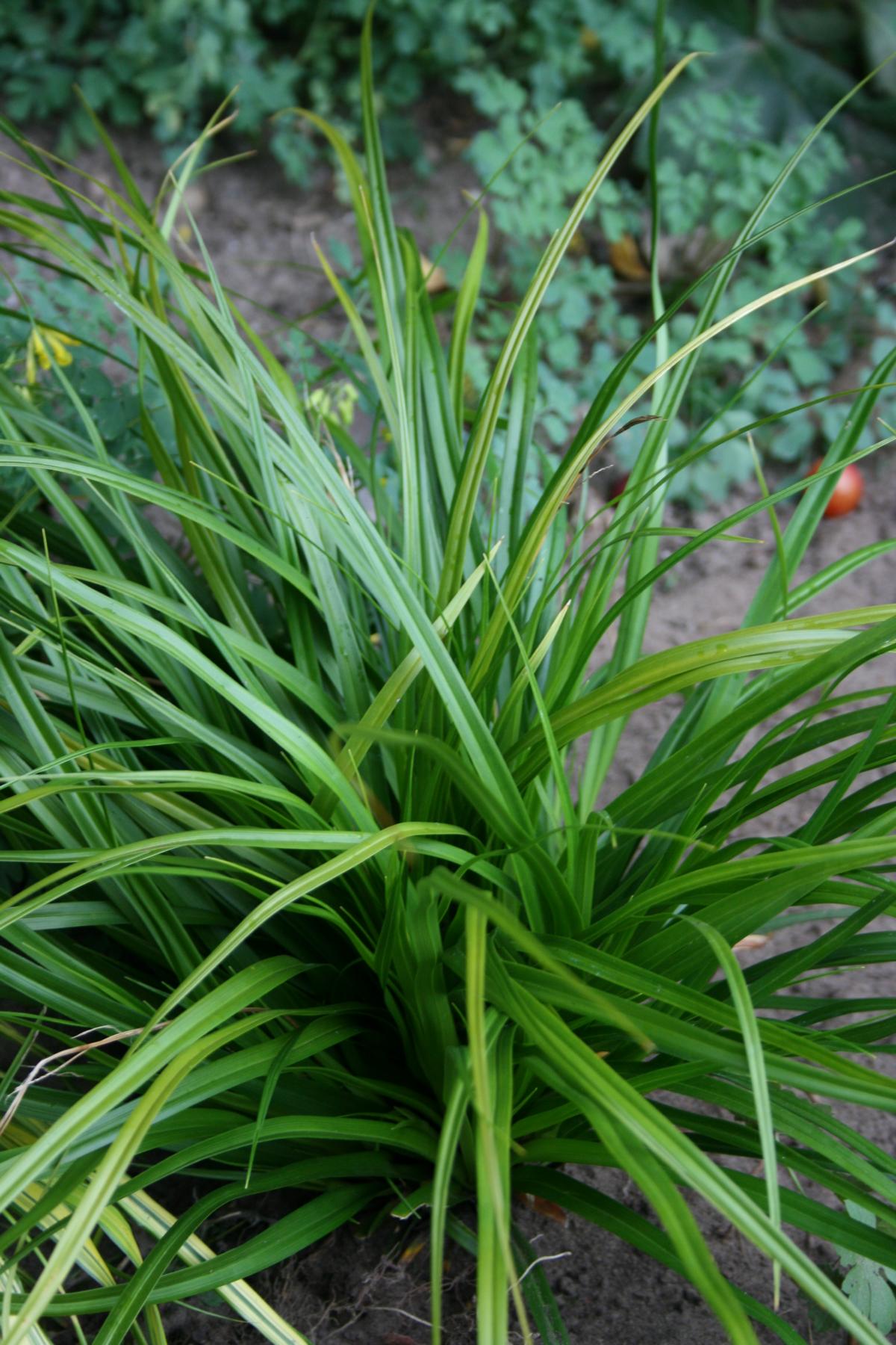 Grünblättrige Segge 'Irish Green' • Carex foliosissima 'Irish Green' Ansicht 1