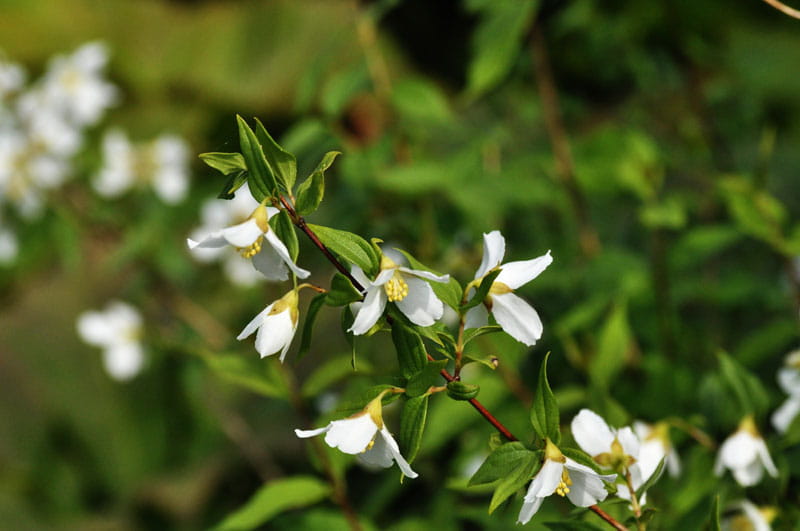 Duftjasmin Erectus • Philadelphus Erectus