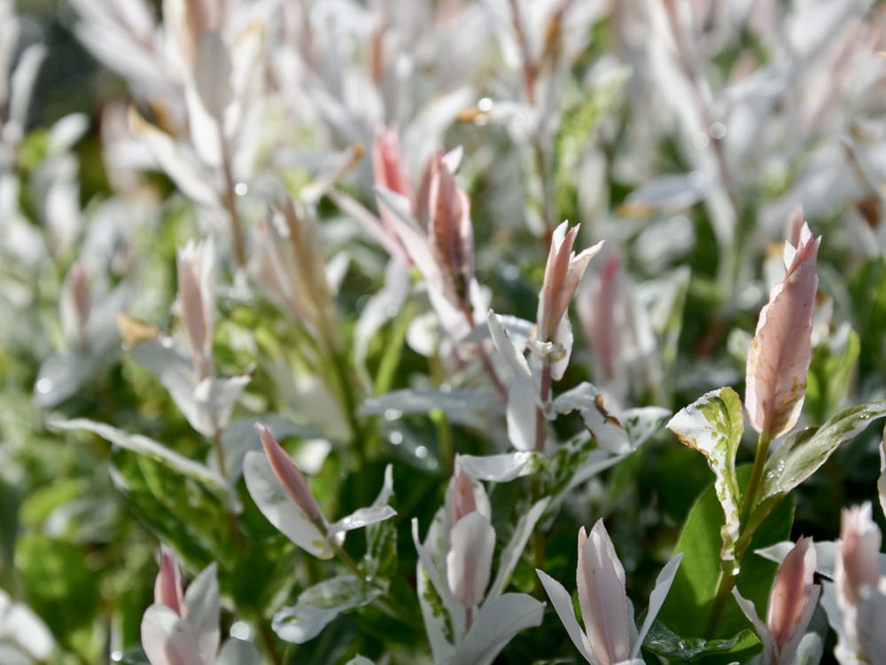 Japanische Harlekinweide 'Hakuro-Nishiki' • Salix integra 'Hakuro-Nishiki' Ansicht 8