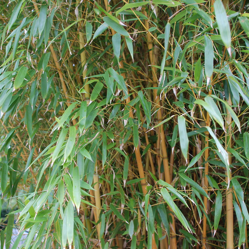 Goldener Peking Bambus • Phyllostachys aureosulcata 'Aureocaulis' Ansicht 4