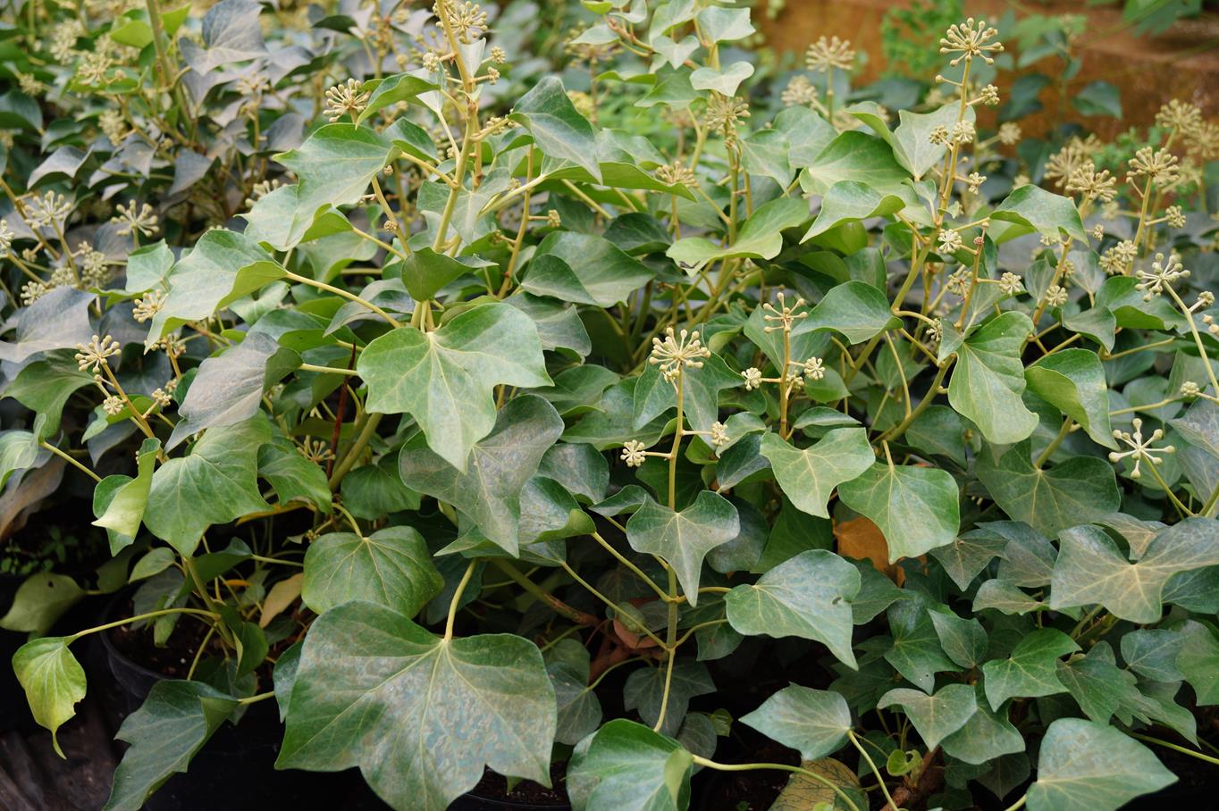 Strauch-Efeu 'Arborescens' • Hedera helix 'Arborescens'