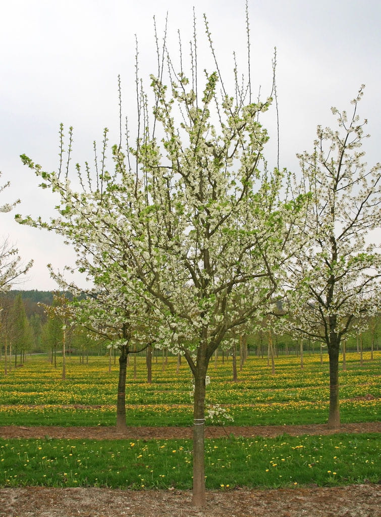 Pflaume 'The Czar' • Prunus domestica 'The Czar' Ansicht 4