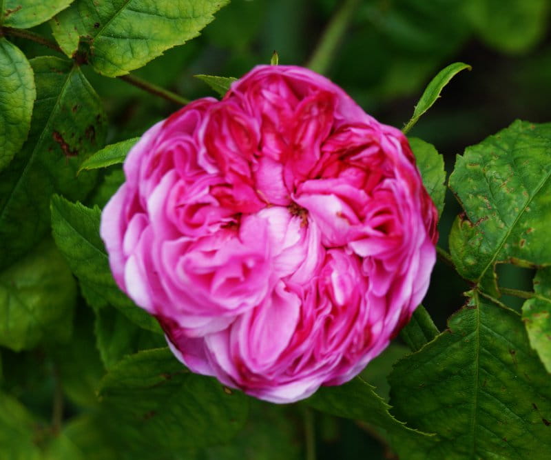 Historische Rose 'Jacques Cartier' • Rosa 'Jacques Cartier'