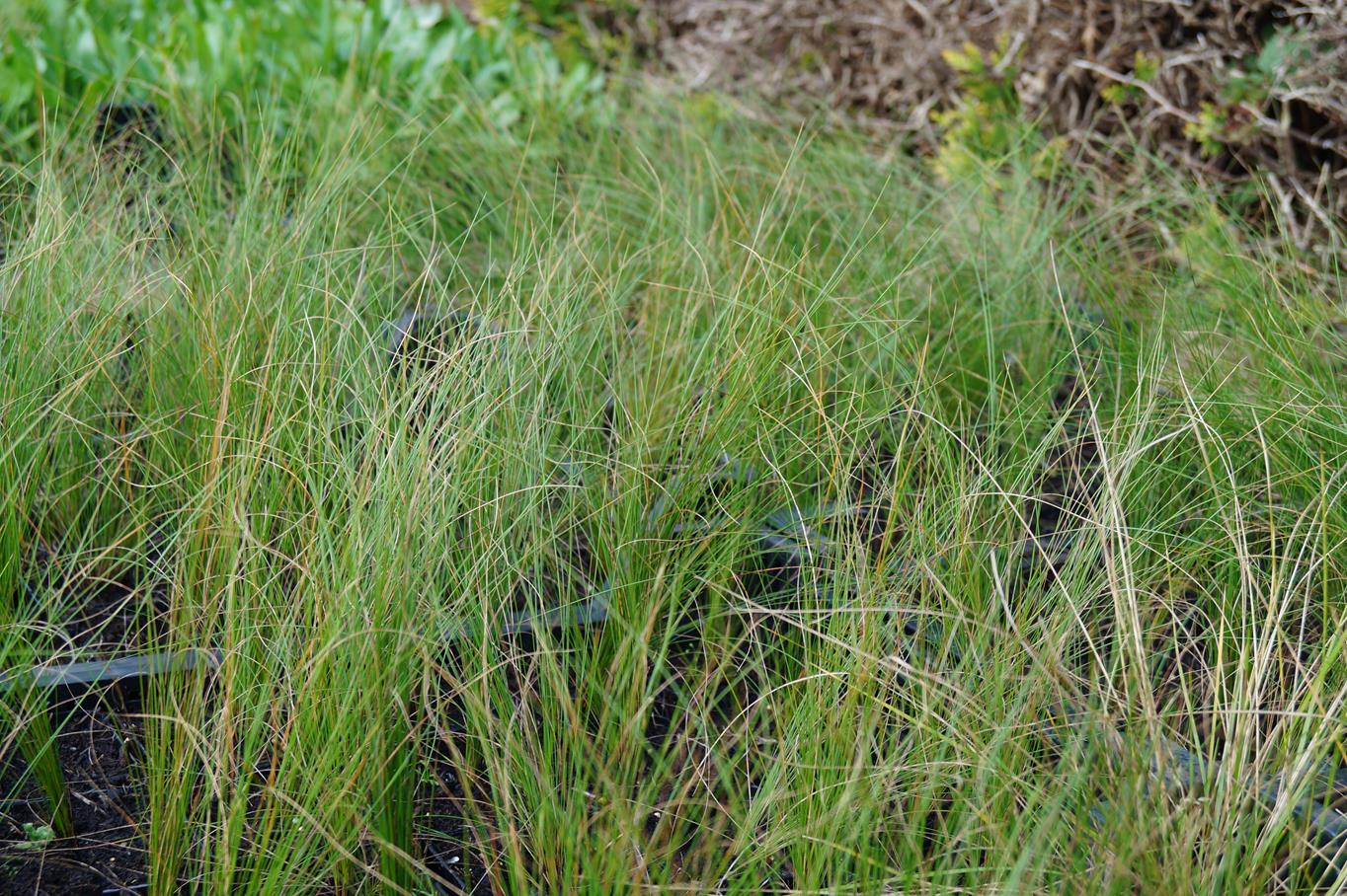 Flausch-Federgras • Stipa pennata Ansicht 4