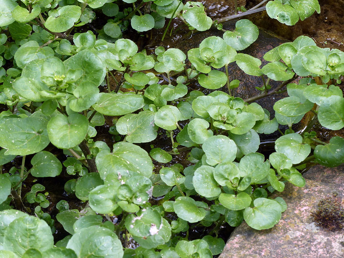 Brunnenkresse • Nasturtium officinale Ansicht 1