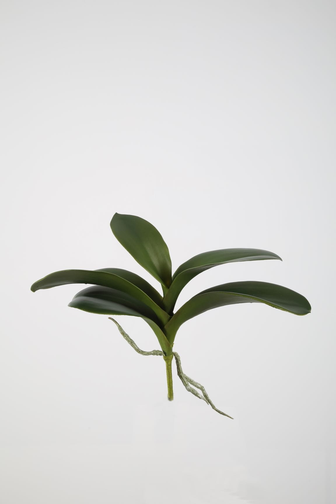 Colours & Green Seidenblume PHALEANOPSIS LEAVES