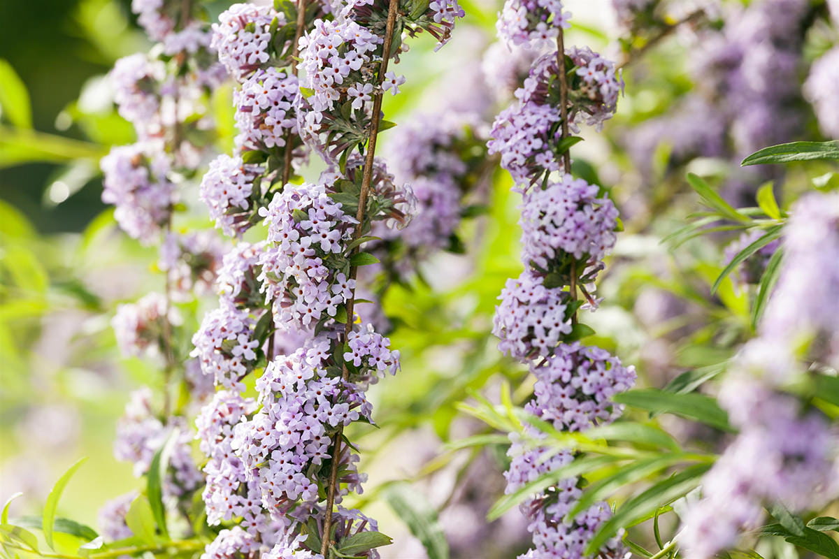 Hänge-Sommerflieder • Buddleja alternifolia Containerware 100-125 cm hoch, Solitärpflanze Ansicht 5