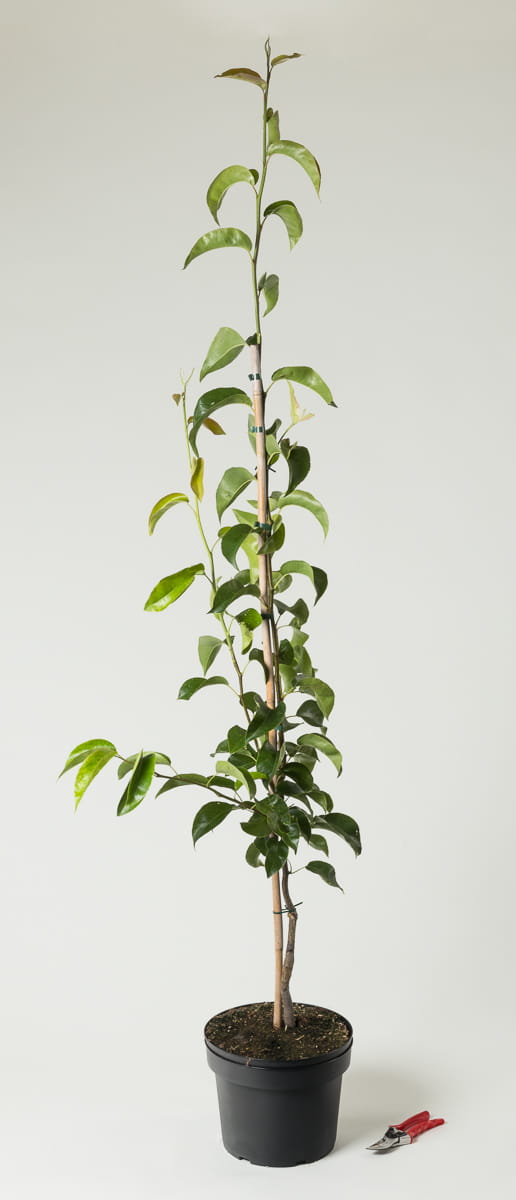 Birne, Nashi Kumoi • Pyrus pyr. Kumoi Containerware 80-120 cm hoch Ansicht 2 Birne, Nashi Kumoi • Pyrus pyr. Kumoi Containerware 80-120 cm hoch Ansicht 2