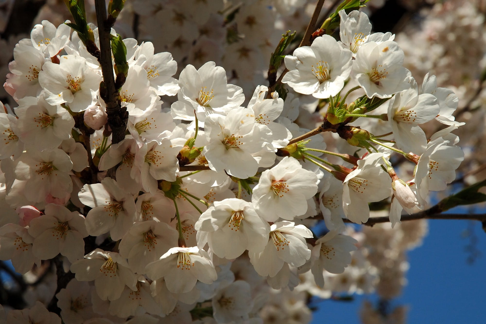 Mahagoni-Kirsche • Prunus serrula Ansicht 2
