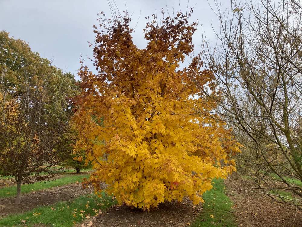 Zuckerahorn • Acer saccharum Ansicht 1