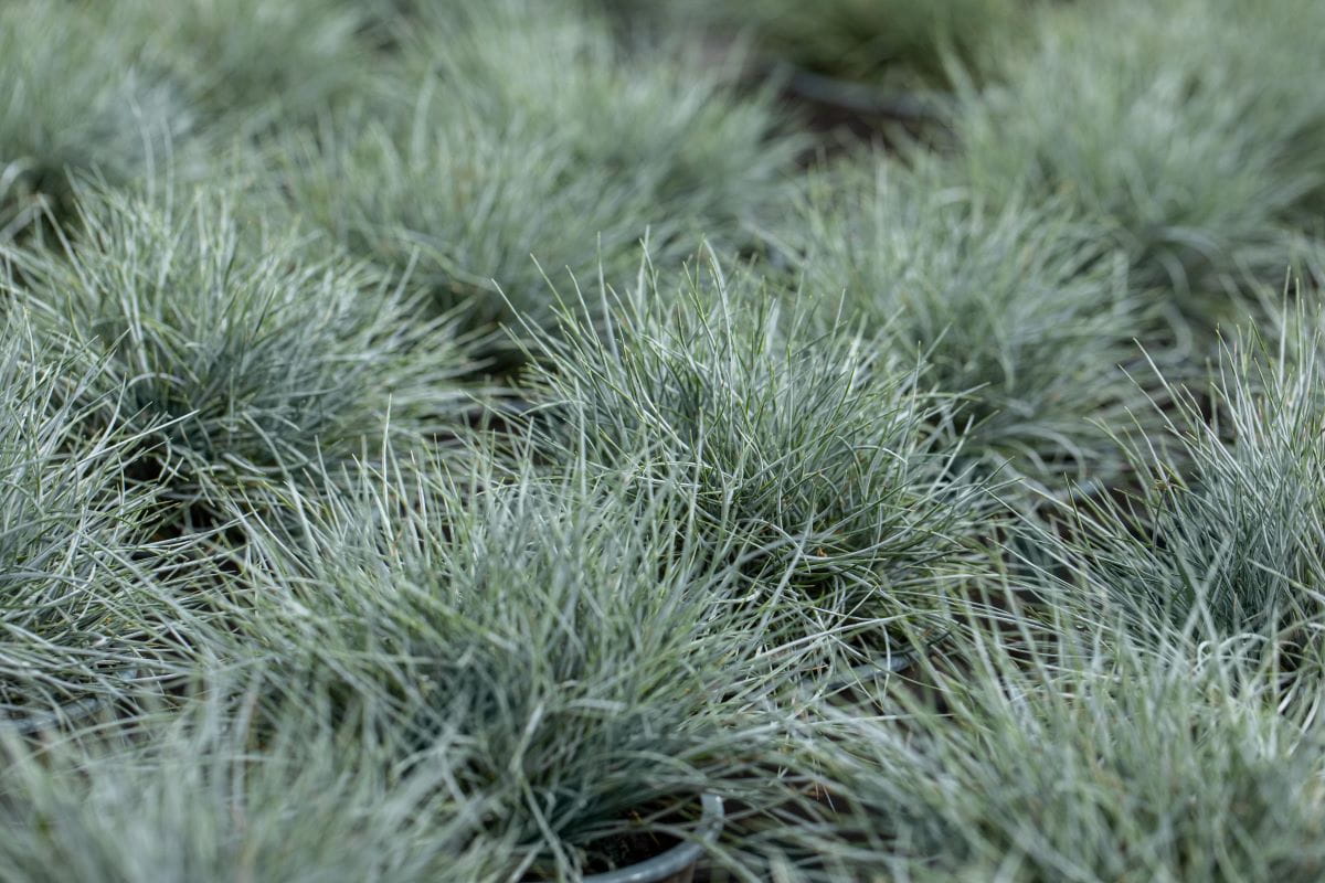 Blau-Schwingel • Festuca cinerea