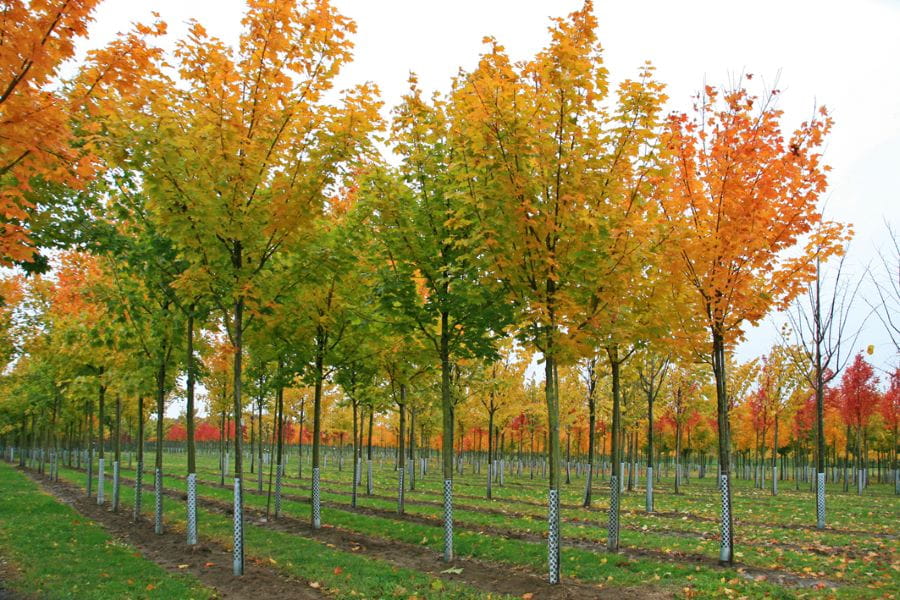 Kegelförmiger Spitzahorn 'Cleveland' • Acer platanoides 'Cleveland'