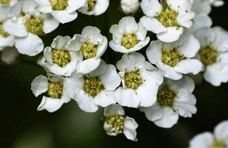 Heckenspiere/ Prachtspiere • Spiraea vanhouttei Ansicht 8
