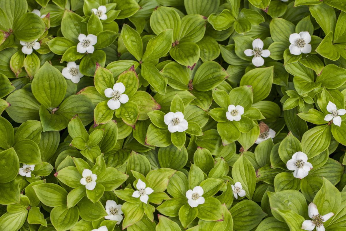 Teppich Hartriegel • Cornus canadensis