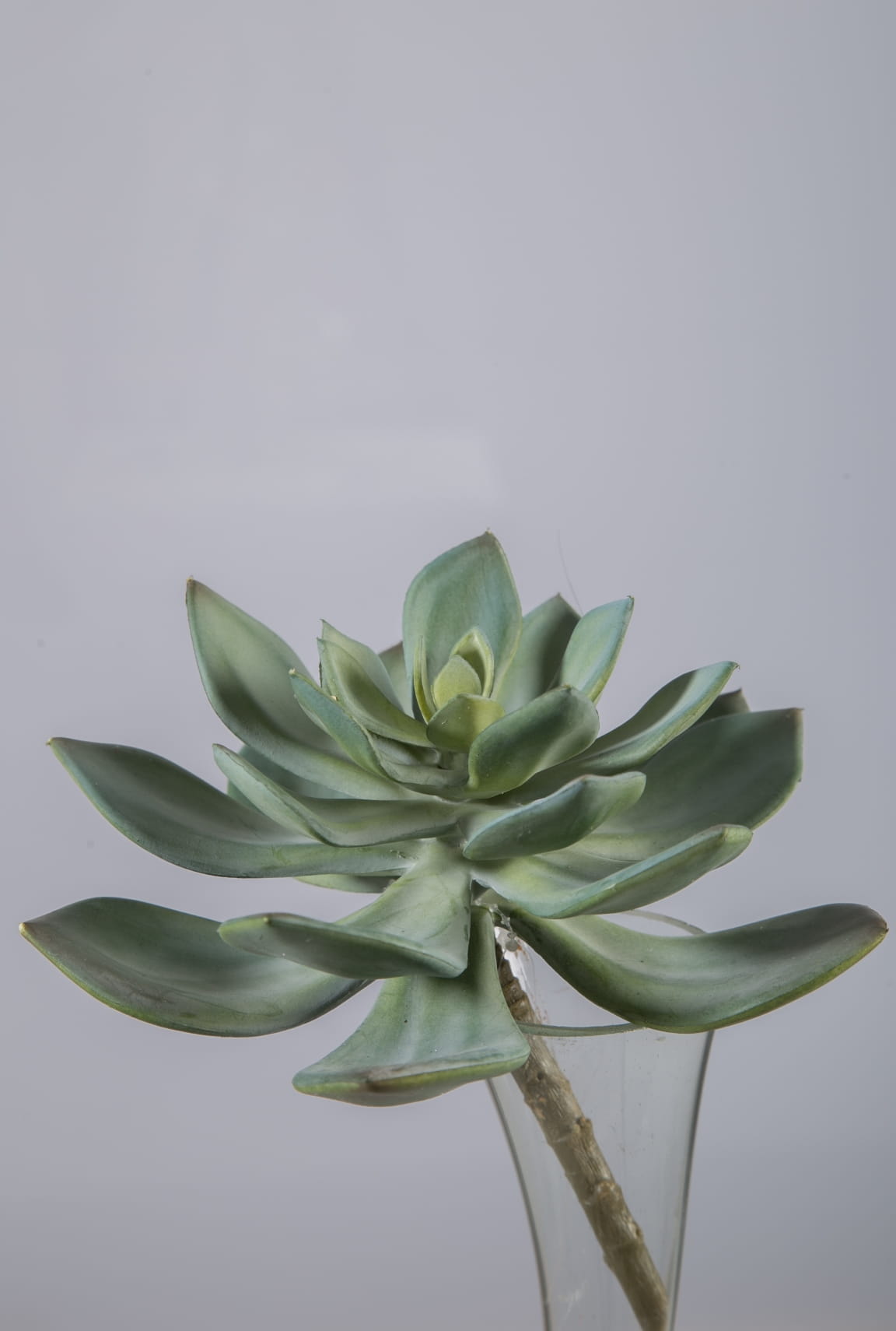 Colours & Green Seidenblume Sukkulente PEARLS ENCRINITE H17 D15 cm Ansicht 1