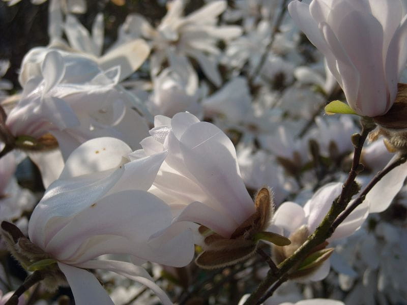 Sternmagnolie • Magnolia stellata Ansicht 7