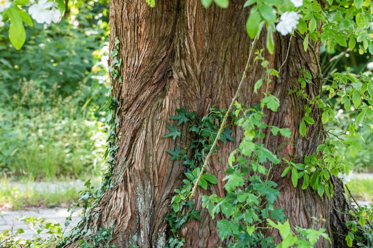 Urwelt-Mammutbaum • Metasequoia glyptostroboides Ansicht 5