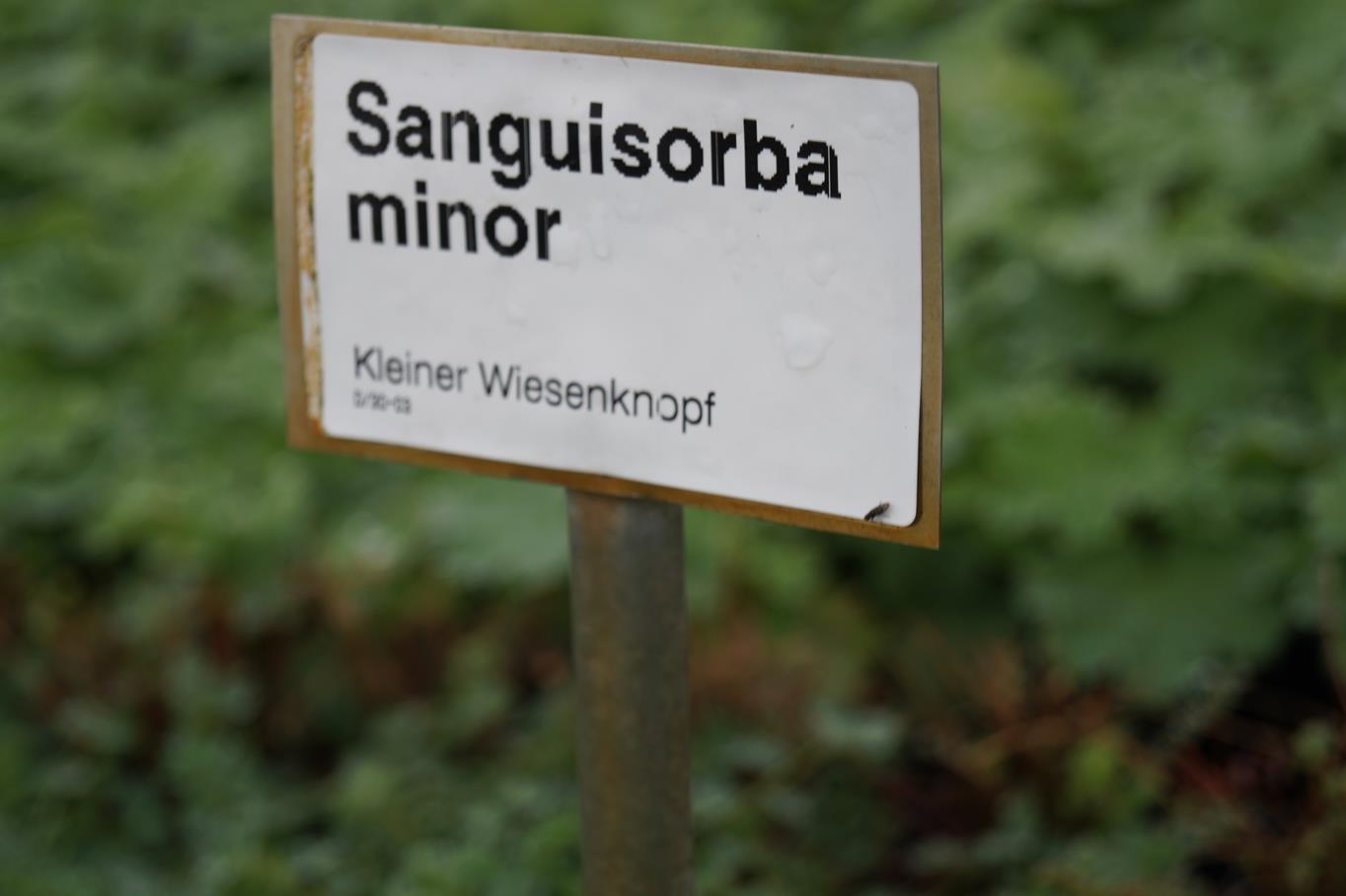 Kleiner Wiesenknopf • Sanguisorba minor Ansicht 2