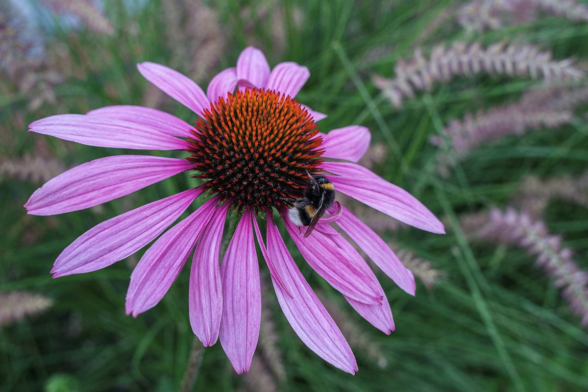 Tennessee-Sonnenhut 'Rocky Top' • Echinacea tennesseensis 'Rocky Top' Ansicht 1