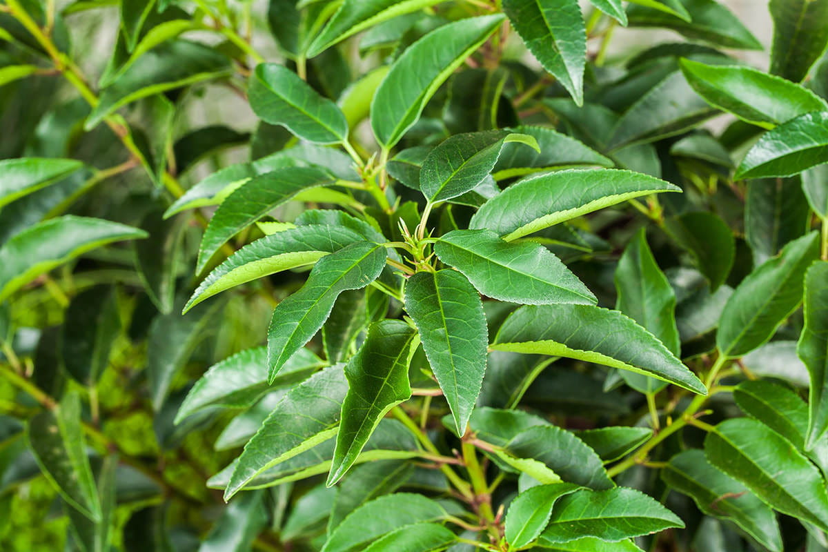 Kategorie <b>immergrüne Hecken </b> - Portugiesische Lorbeerkirsche • Prunus lusitanica