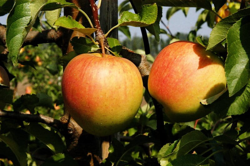 Apfel 'Pinova' • Malus 'Pinova' Ansicht 2