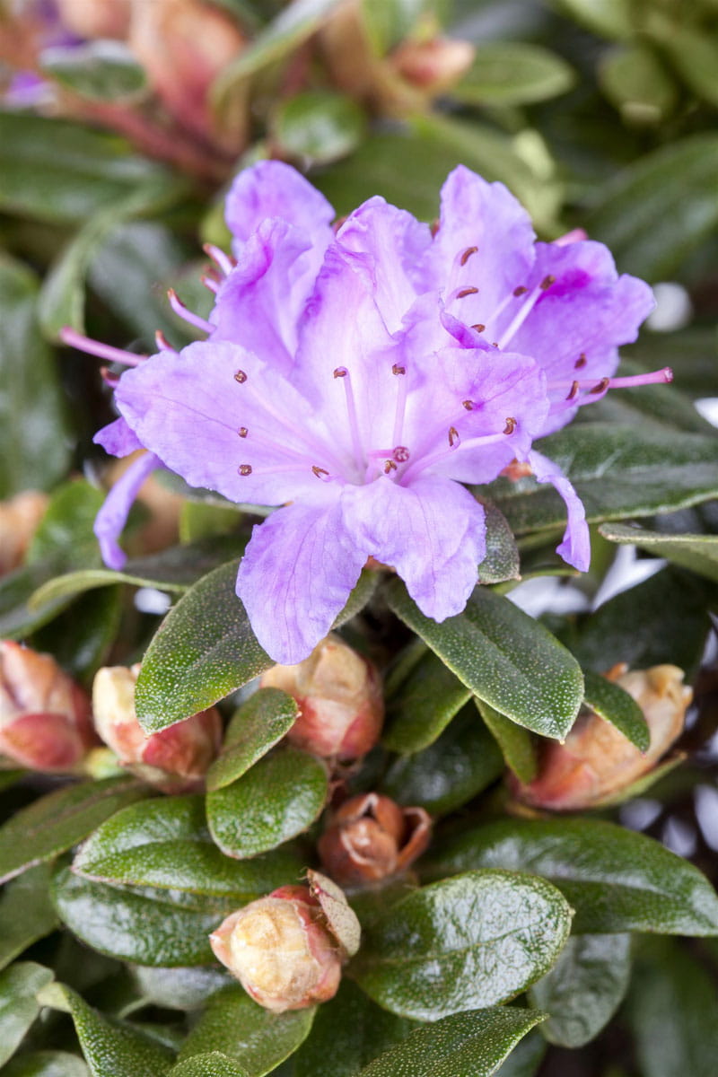 Kleinblättriger Rhododendron 'Moerheim' • Rhododendron impeditum 'Moerheim'