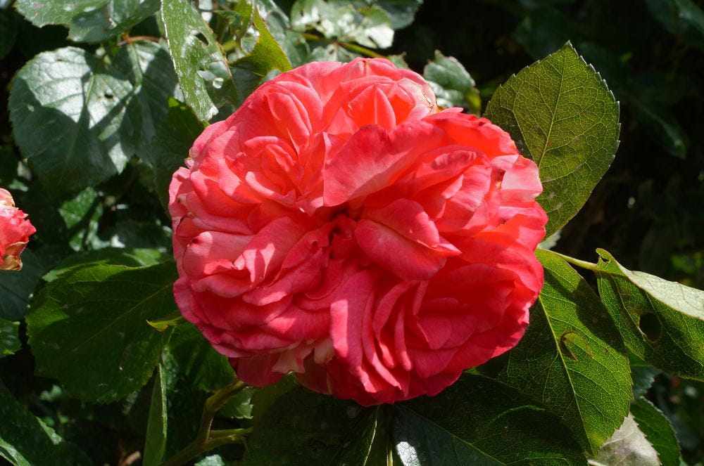 Kletterrose 'Antike 89'® • Rosa 'Antike 89'®