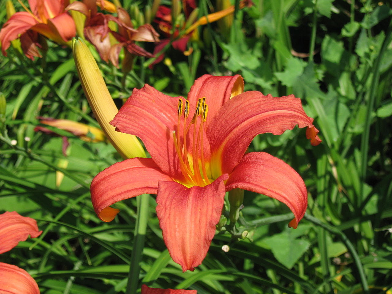 Taglilie 'Pink Damask' • Hemerocallis x cult. 'Pink Damask' Ansicht 8