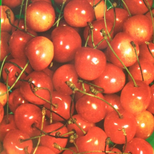 Süßkirsche 'Büttners rote Knorpelkirsche' • Prunus avium 'Büttners rote Knorpelkirsche' Ansicht 3