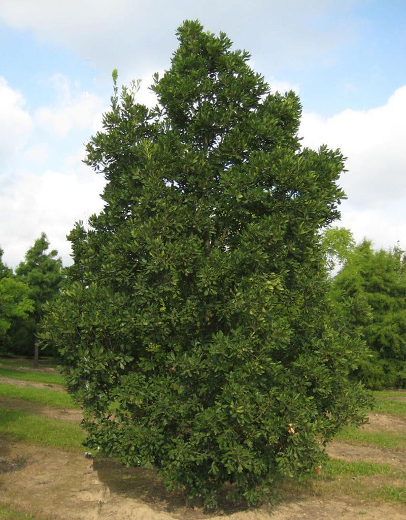 Immergrüne Eiche • Quercus turneri 'Pseudoturneri' Ansicht 4