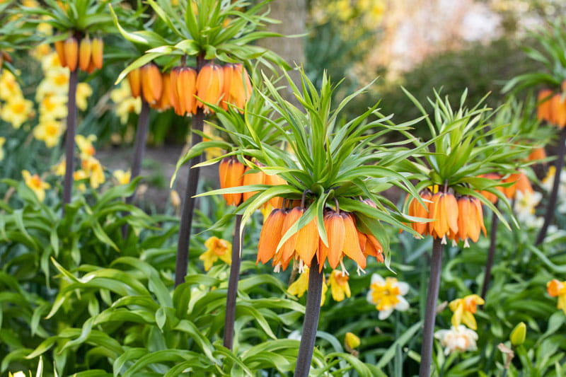 Blumenzwiebel - Fritillaria imperialis 'Rubra' 1er Packung