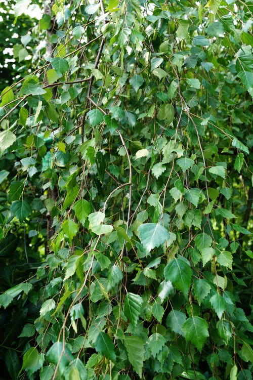 Trauerbirke 'Youngii' • Betula pendula 'Youngii' Ansicht 4