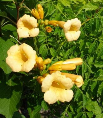 Gelbe Trompetenblume 'Flava' • Campsis radicans 'Flava' Ansicht 1