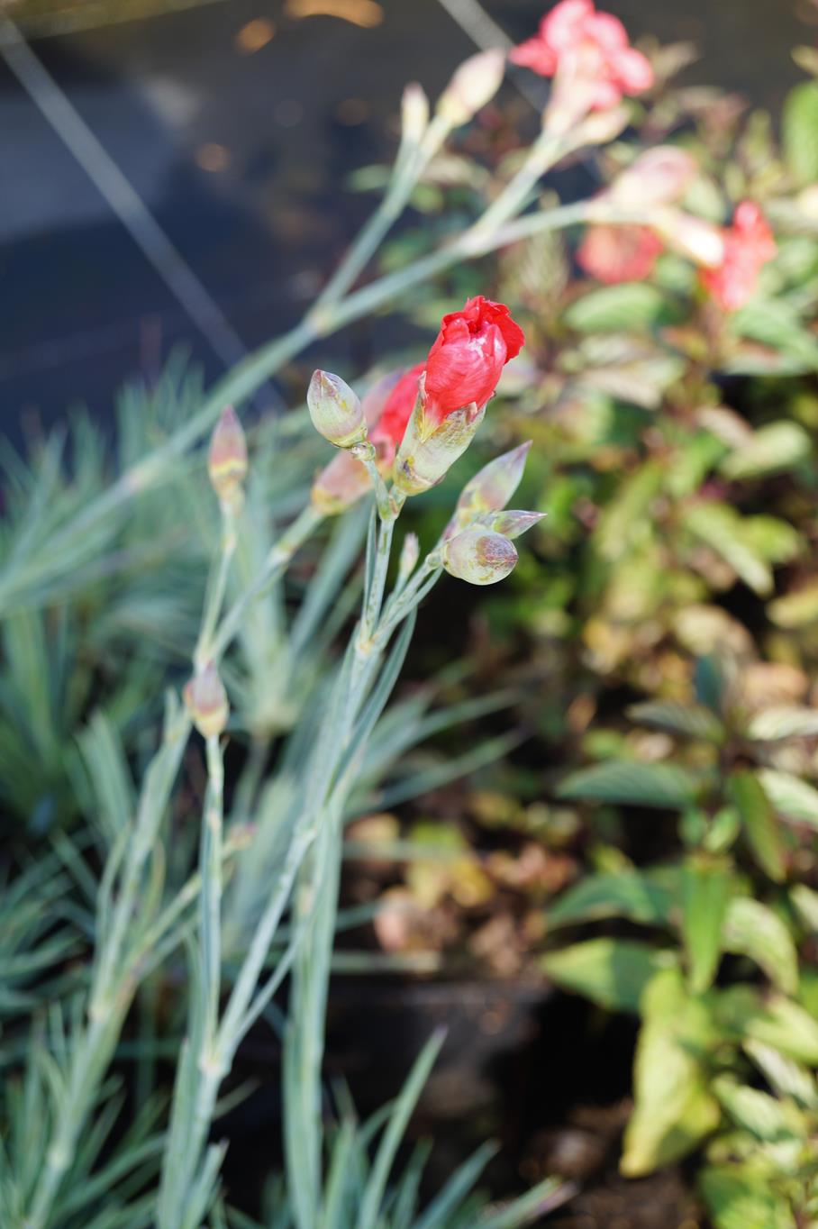 Feder-Nelke David • Dianthus plumaris David Ansicht 4
