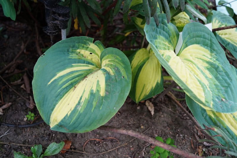 Funkie 'Fire and Ice' • Hosta x fortunei 'Fire and Ice' Ansicht 1