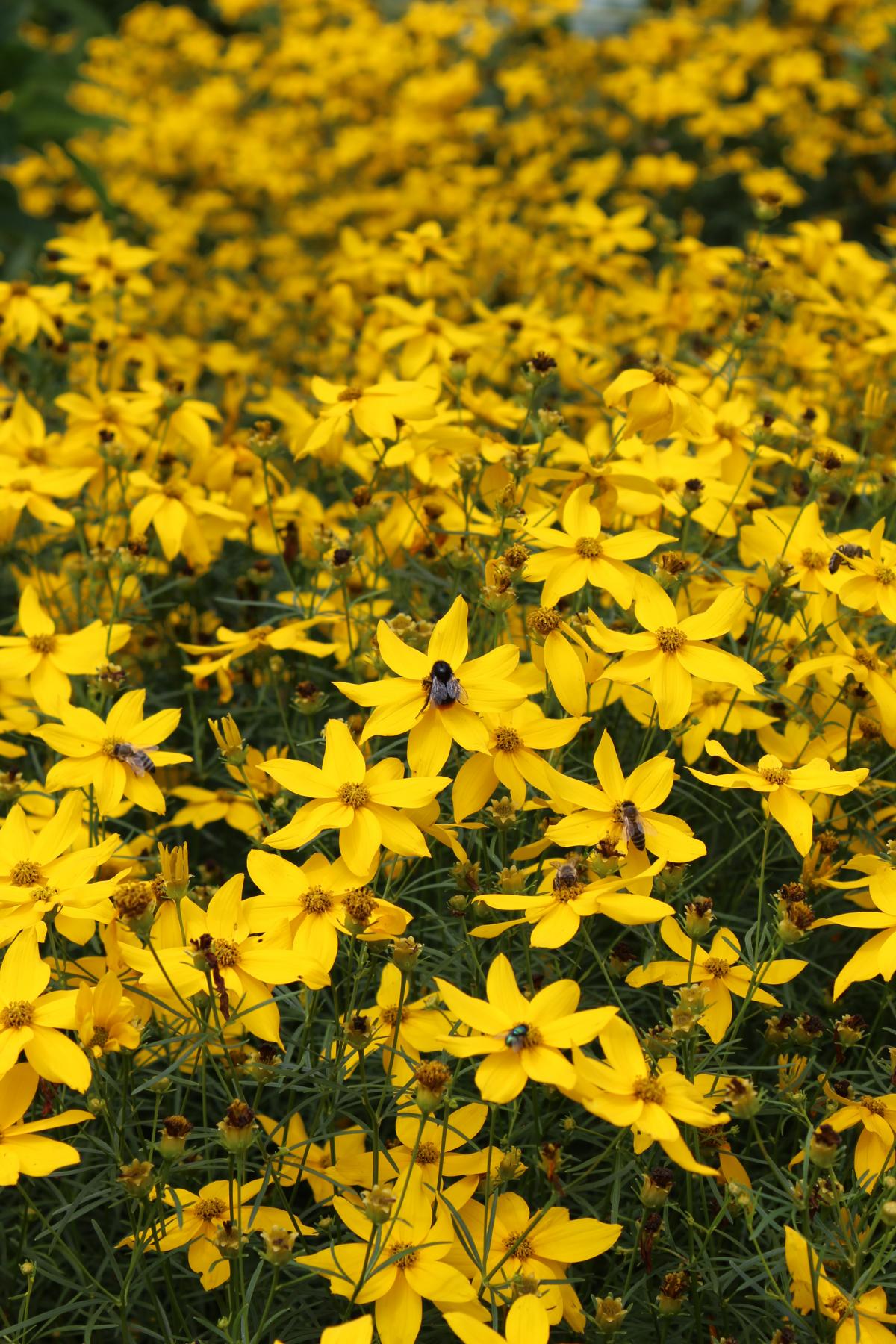 Großblumiges Mädchenauge 'Sonnenkind' • Coreopsis grandiflora 'Sonnenkind'