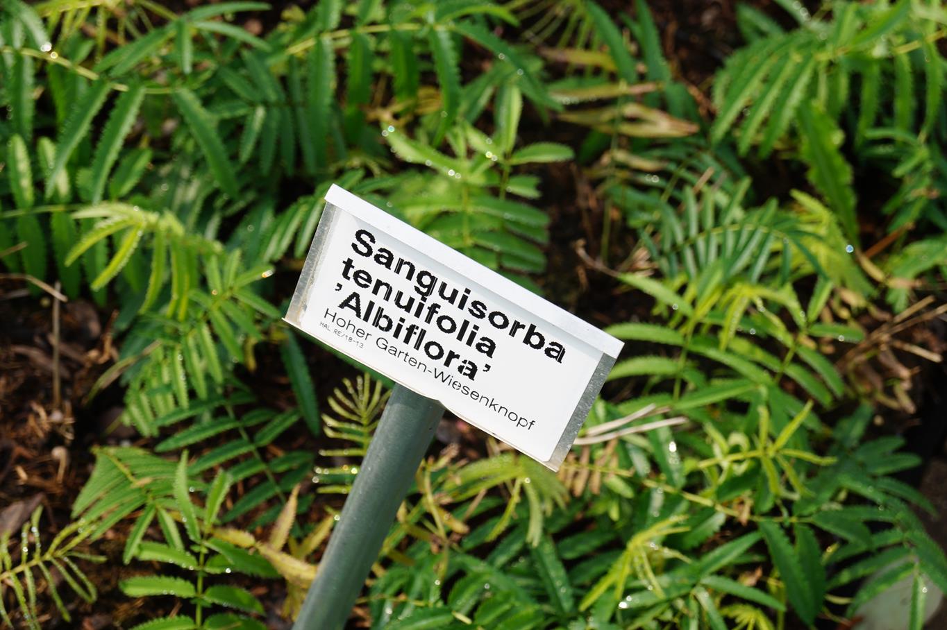 Hoher Wiesenknopf 'Albiflora' • Sanguisorba tenuifolia 'Albiflora' Ansicht 5