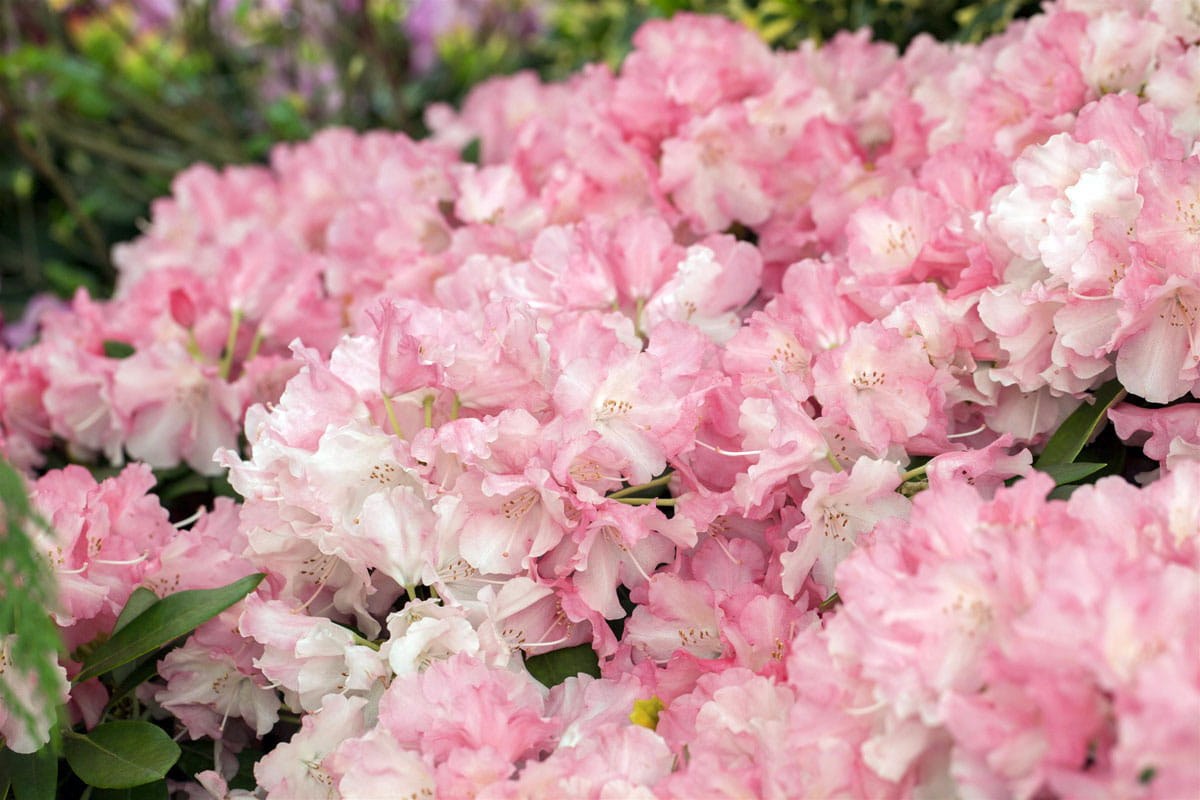 Rhododendron 'Marlis' • Rhododendron yakushimanum 'Marlis' Ansicht 1