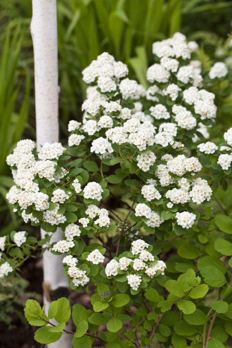 Heckenspiere/ Prachtspiere • Spiraea vanhouttei Ansicht 6