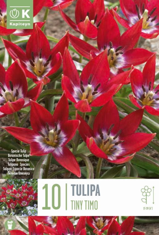 Blumenzwiebel -  Tulipa 'Tiny Timo' 10er Packung 